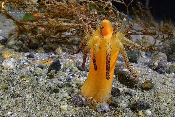 Anemonactis mazeli Cnidari