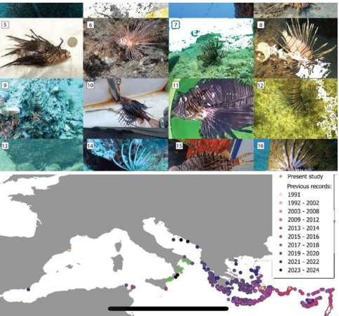 Il Pesce scorpione nel mediterraneo Biologia